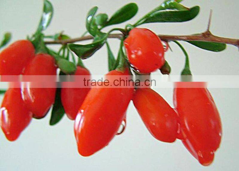 chinese gouqi berries dry herbal tea protect liver and kidneys