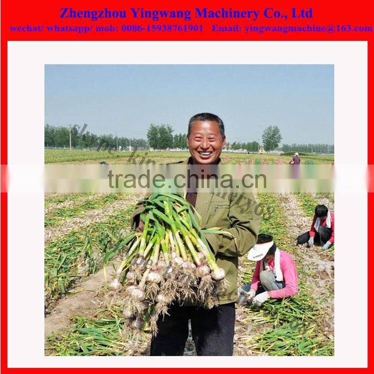 yingwang brand garlic harvesting machine (0086-15938761901)