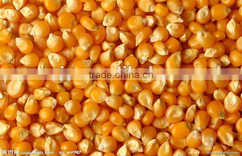 High output Maize/Corn threshing