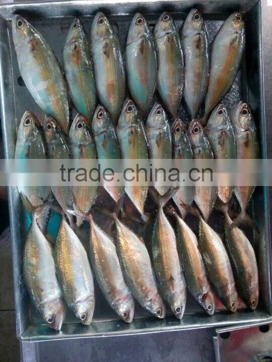 Indian Mackerel