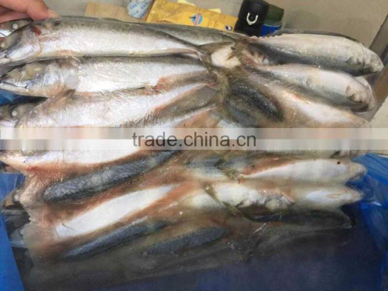 landfrozen mackerel 200-300g