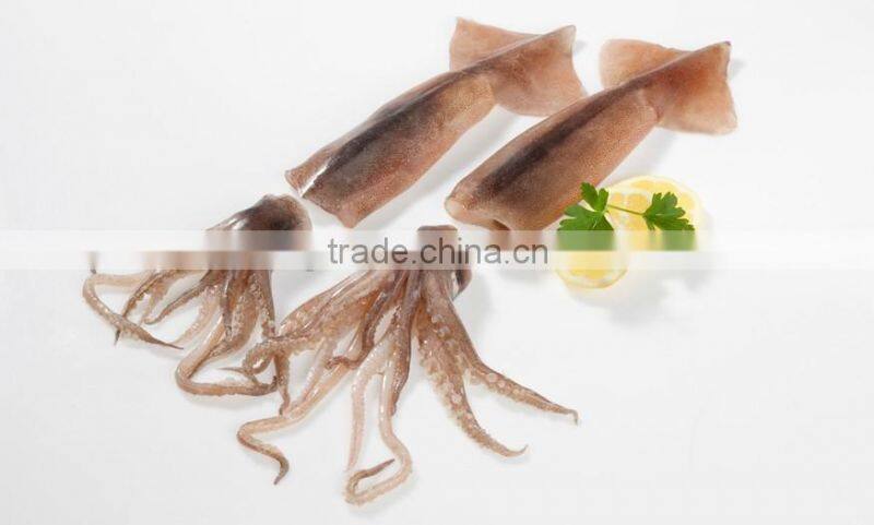 illex argentinus Frozen Squid whole round