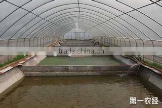 high desity fish farming in the greenhouse