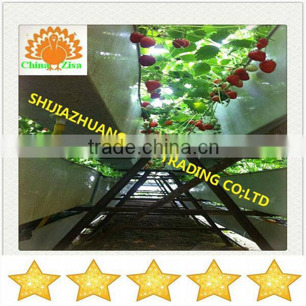 agricultural equipment plant stand in greenhouse