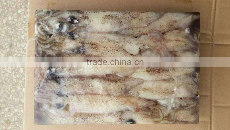 frozen whole round squid