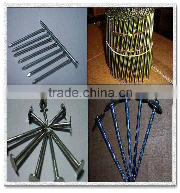 bright common nails,polish common iron nail