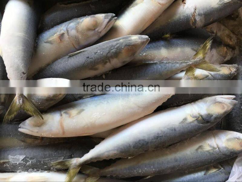 whole round pacific mackerel with landing frozen