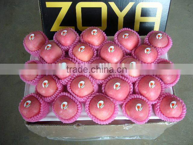 Fresh Fruit Apple for India Market