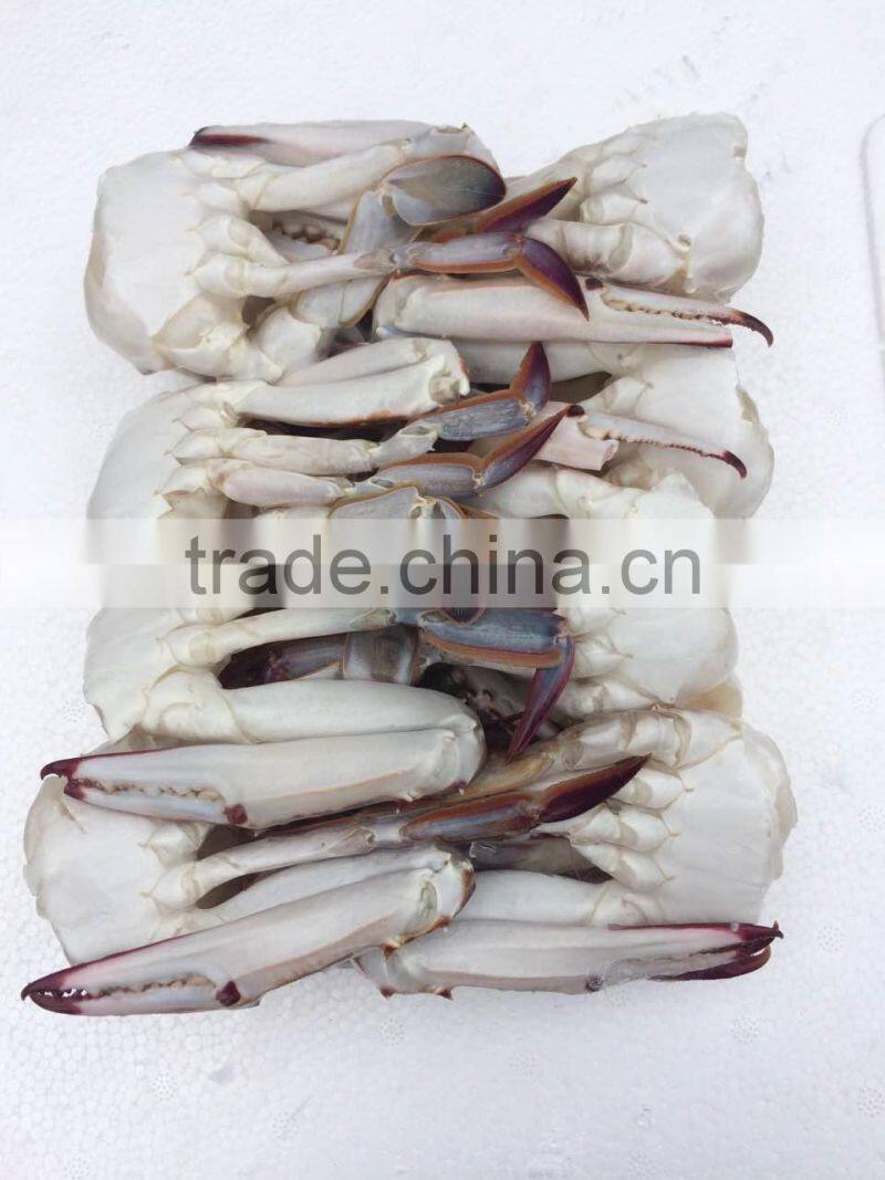 New frozen blue Swimming Crab