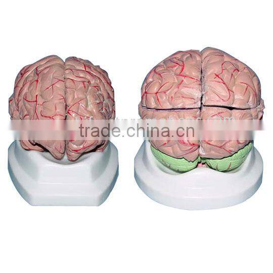 Medical Brain Anatomical Model, Plastic Human Brain Models