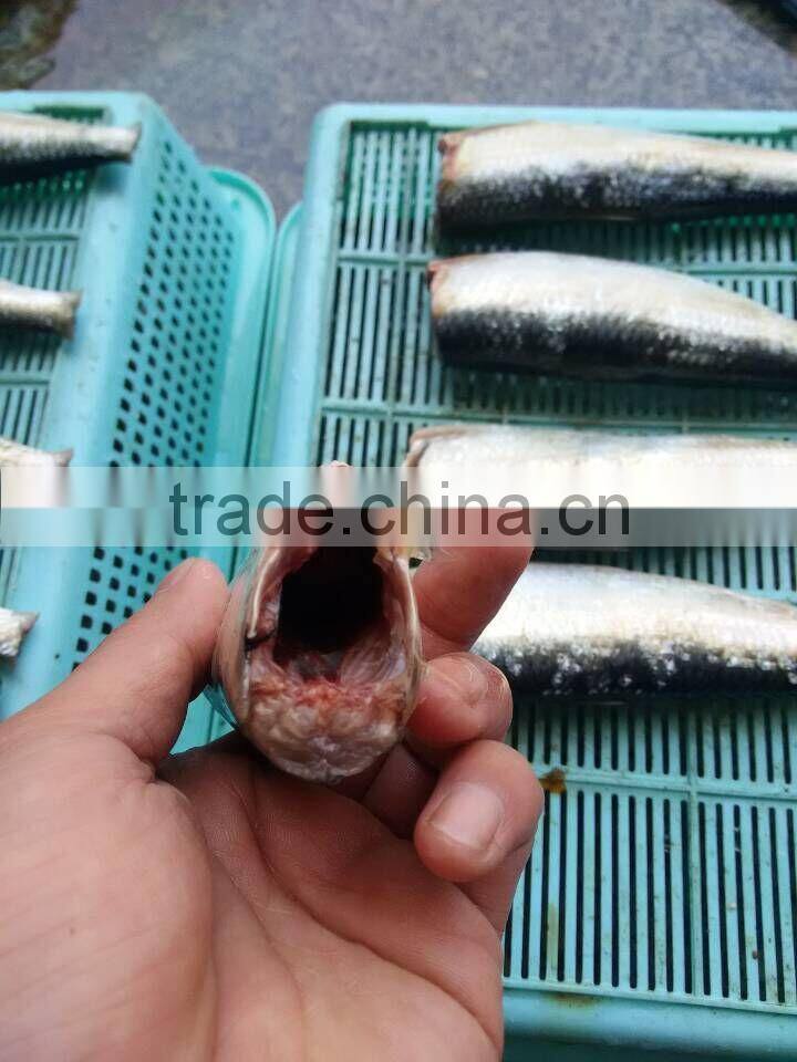 frozen Sardine HGT with competitive price China origin