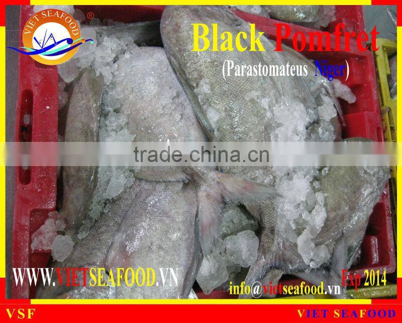 FROZEN BLACK POMFRET W/R