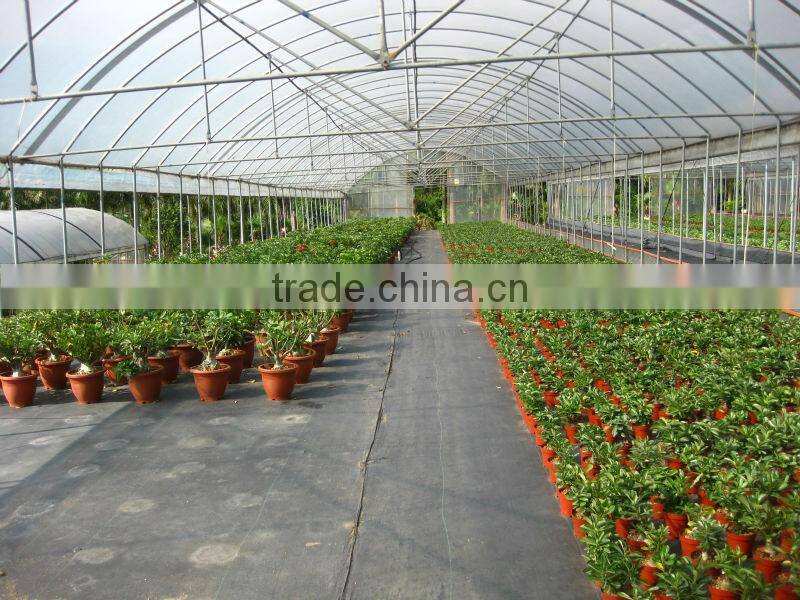 Adenium obesum grafted