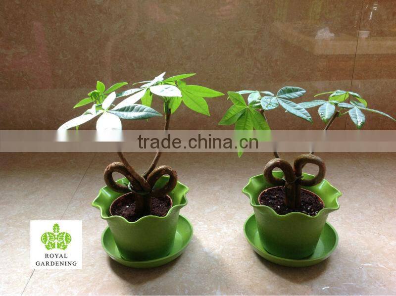 Pachira aquatica special shape