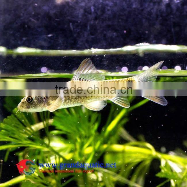 Garra Rufa / Doctor fish for sale and export from Thailand