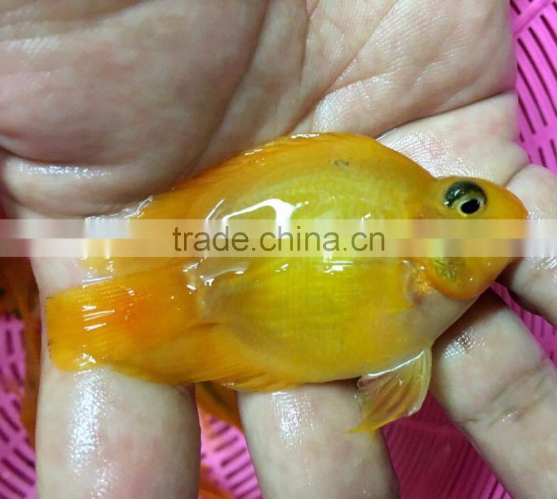 Yellow parrot cichlid aquarium fish from Thailand exporter