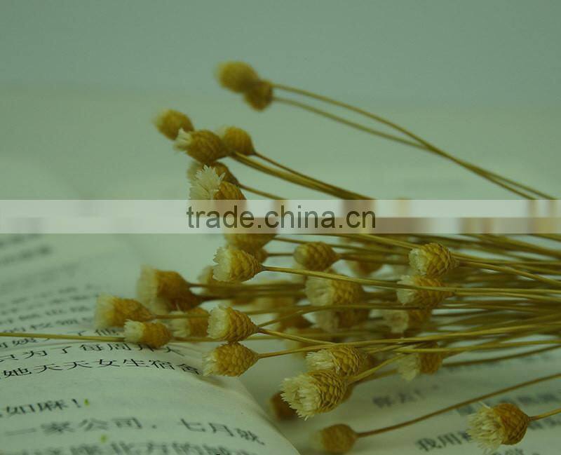 Dried natural small mini flower Brazilian art artificial dried flower home decoration