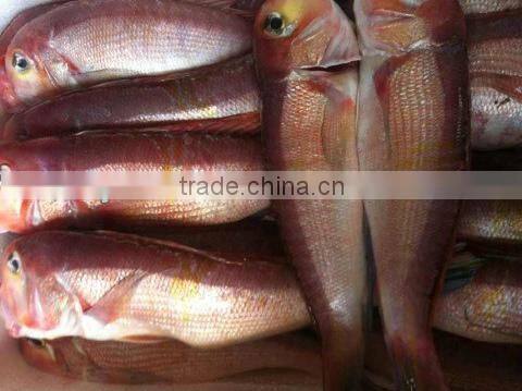 Frozen red horsehead fish