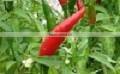 Organic fresh bird chilli