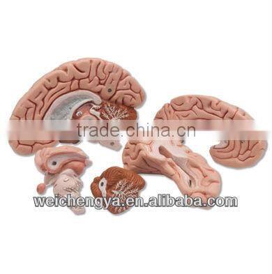 Skull Model With 8 Parts Brain