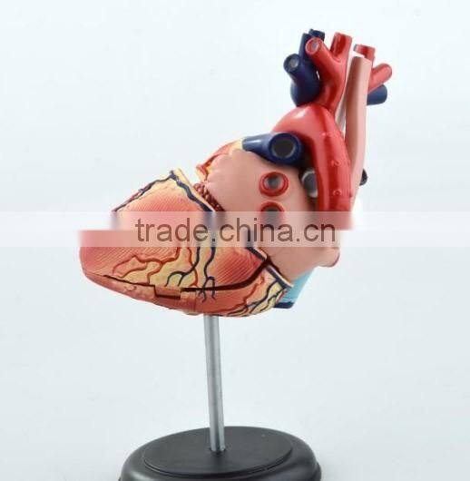 V-HM11 4D MASTER Human Heart assembled model