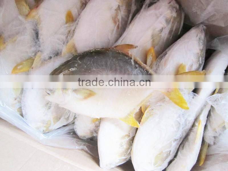 Golden Pomfret Frozen Fish Seafoods Company