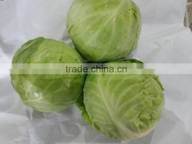 chinese round cabbage