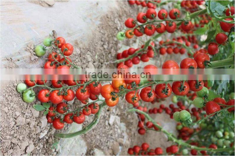 2014 Indeterminate Growth High Yield TY Resistance Pink Cherry Tomato Seeds For Growing-King Pearl