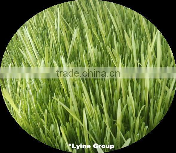 hydroponic green barley,wheat,alfalfa seedlings feed sprouting trays for animal,cattle,sheep,goats