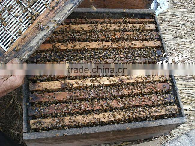 hot sale customized two levels beehive