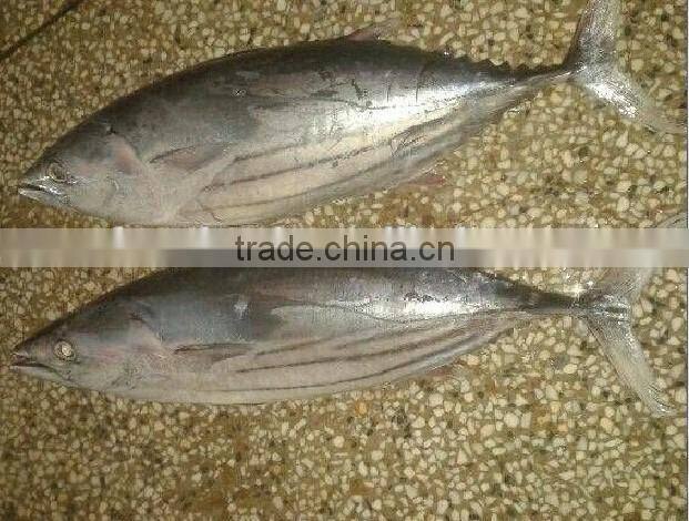 Frozen Skipjack Tuna