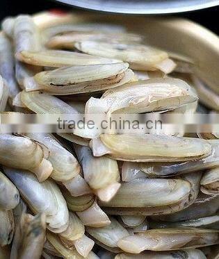 Cooked Razor Clam Meat Seafood