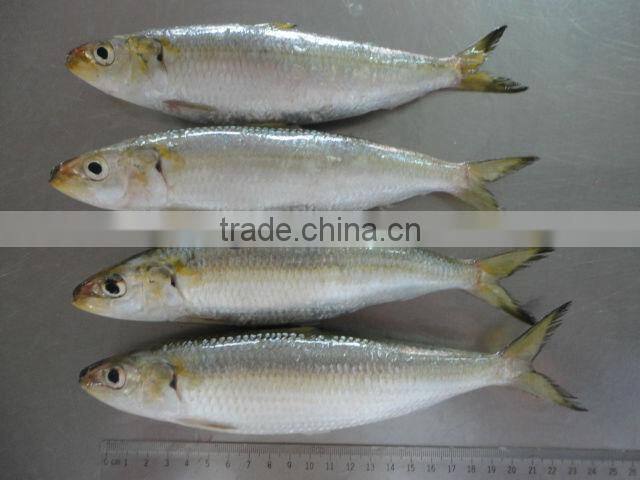 frozen sardine for bait and canning