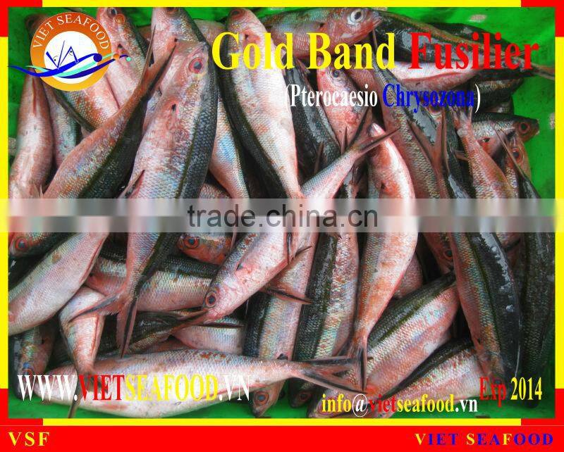 FROZEN W/R GOLD BAND FUSILIER