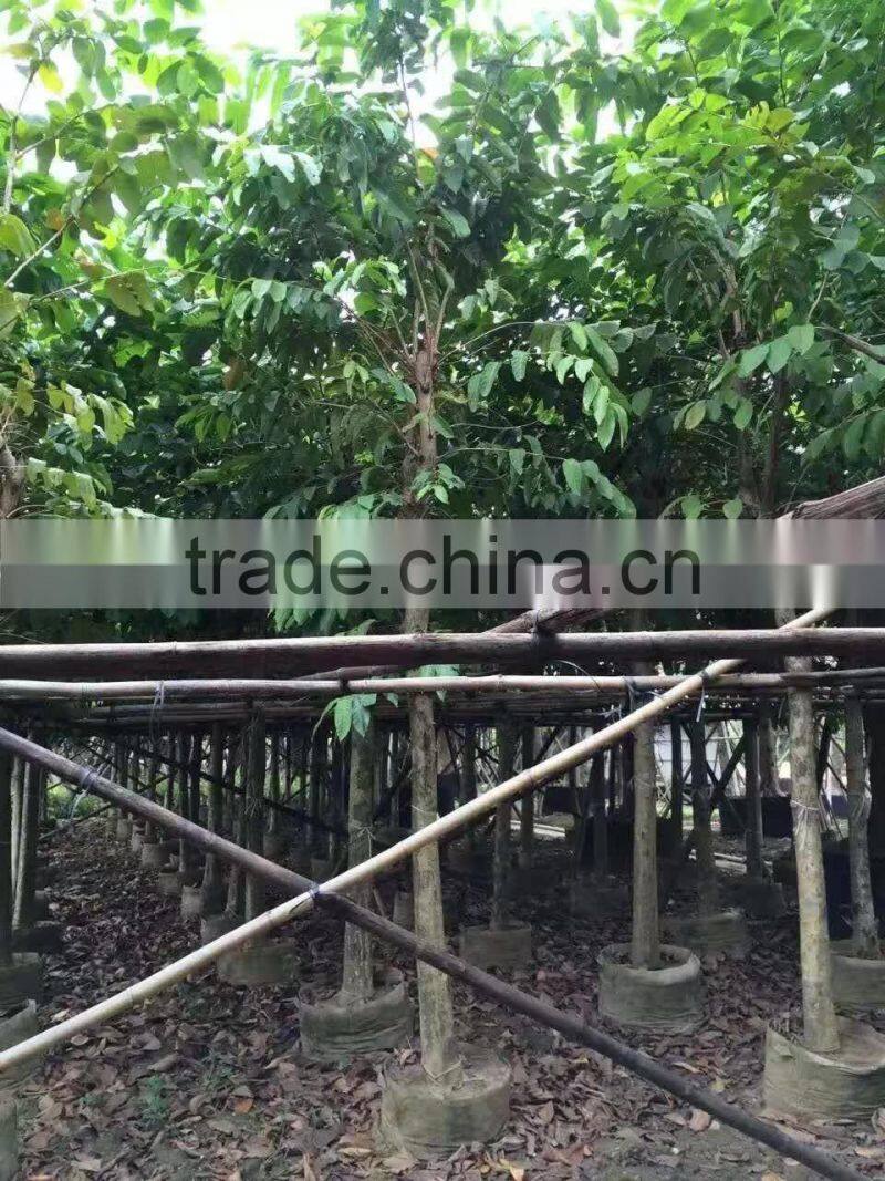 Lagerstroemia speciosa flower plants