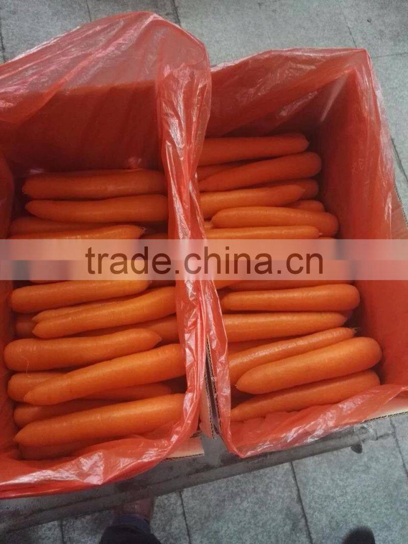 Carrot Type and Umbelliferous Vegetabless Product Type fresh carrots for sale NOW