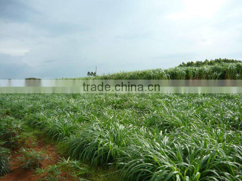 Green High Yield Perennial Hybrid Pennisetum Chinese Forage Seeds