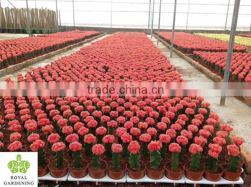 Cactus grafted indoor plant