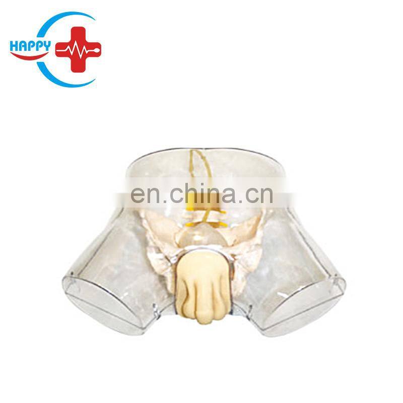 HC-S128 Advanced Transparent Male Catheterization Nursing Model /male catheter training simulator for Nurse Training