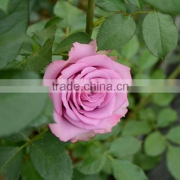 Cheap fresh preserved white flower hydrangea bouquet