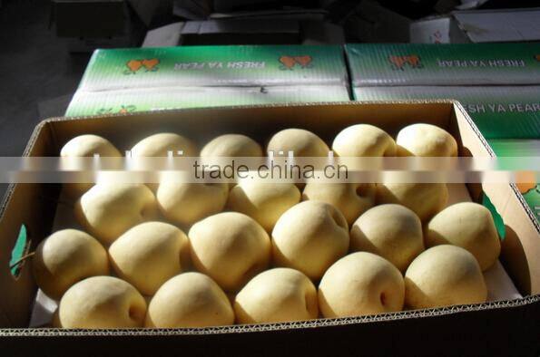 new crops fresh huangguan Pear
