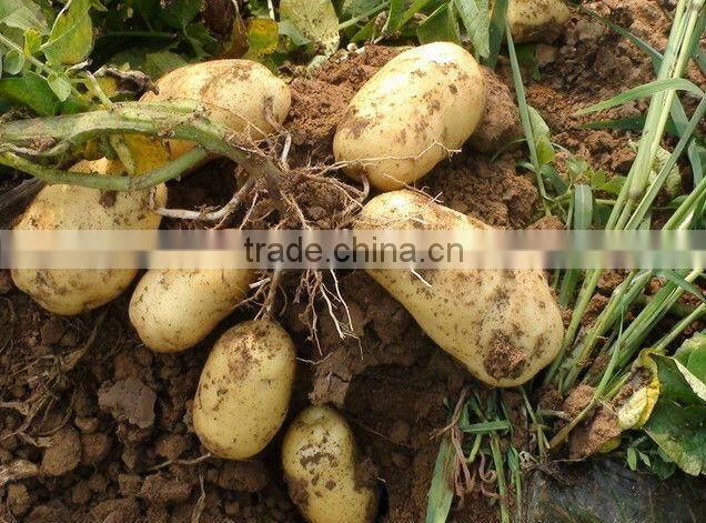 2013 new crop fresh potato(mesh bag)
