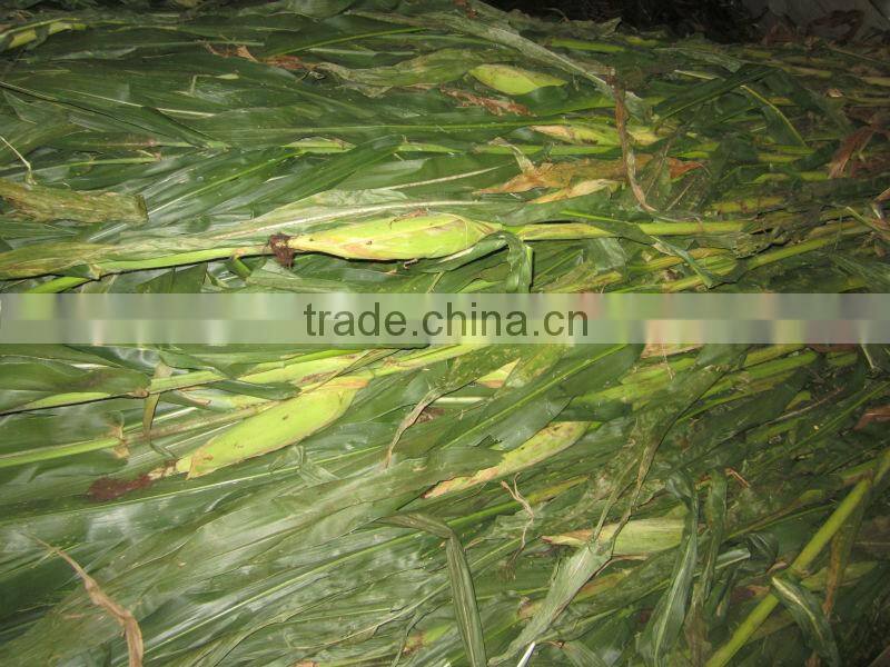 Corn silage in Viet Nam