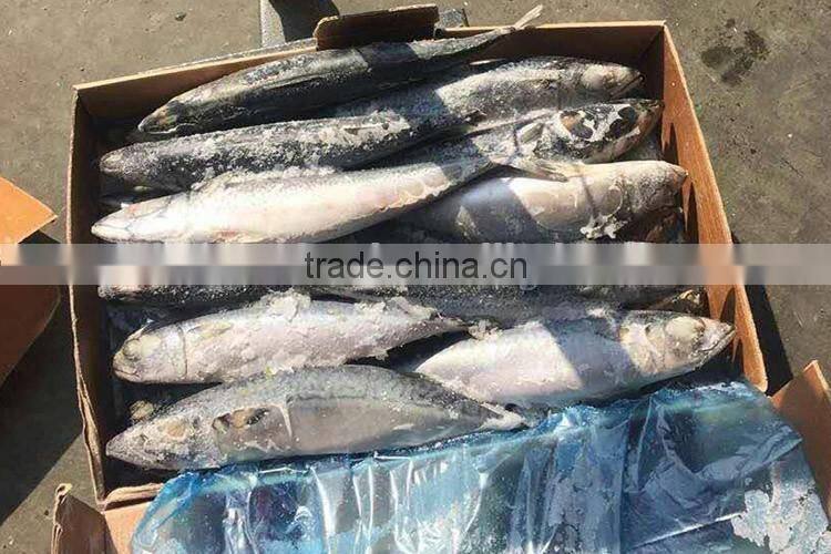 Frozen pacific mackerel 400/600 g for sale