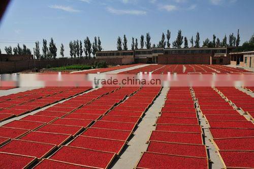 Ningxia Small Red Fruit /goji Berry in bulk