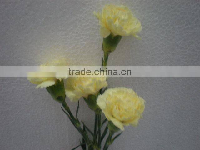 Supply high quality long stem flowers fresh cut carnation cut flower prices from Kunming flower planting base