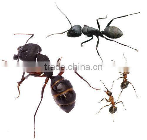 Household disinfectant liquid hand soap /garden hose end sprayer