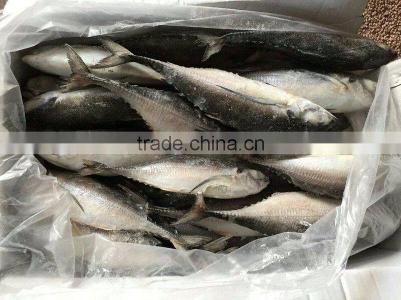 Whole Round Frozen Jack Mackerel