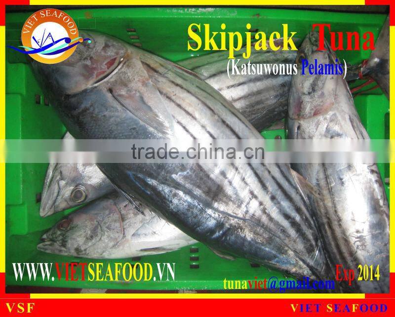 FROZEN W/R SKIPJACK TUNA