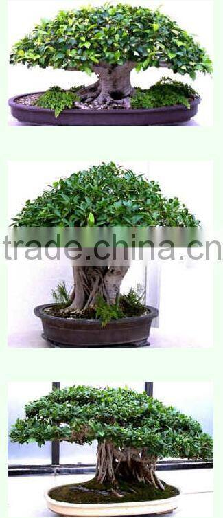 wholesale fake bonsai fruit tree ornamental artificial plant artificial orange tree bonsai